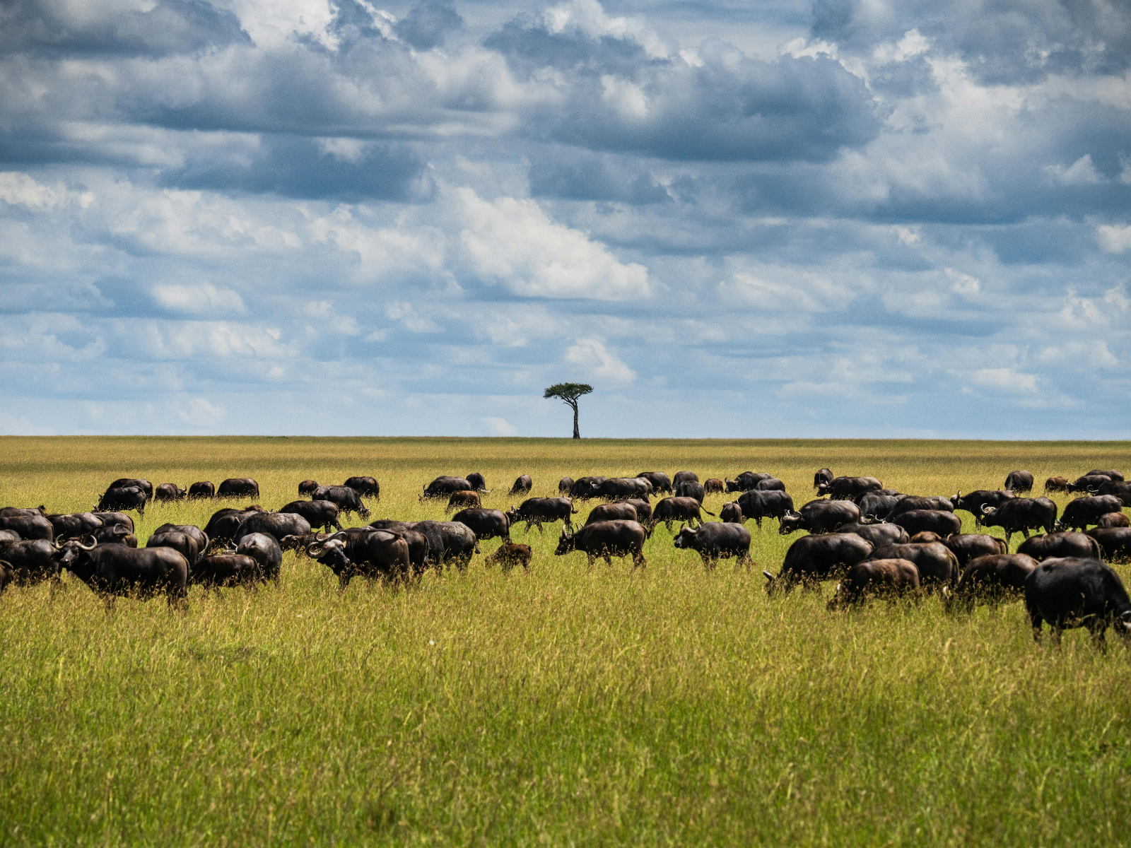 Falls & Chobe Escape